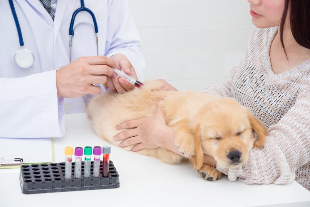 Dog getting blood test
