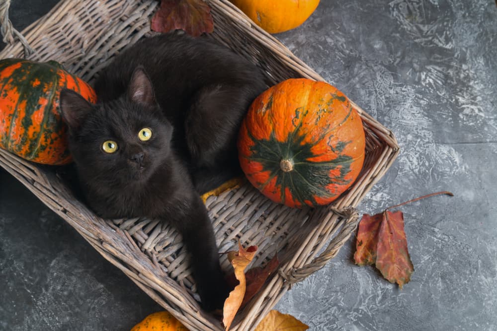 Cat laying in a basket with pumpkins