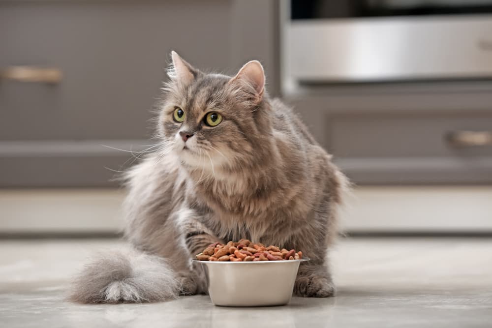 Cat by food bowl