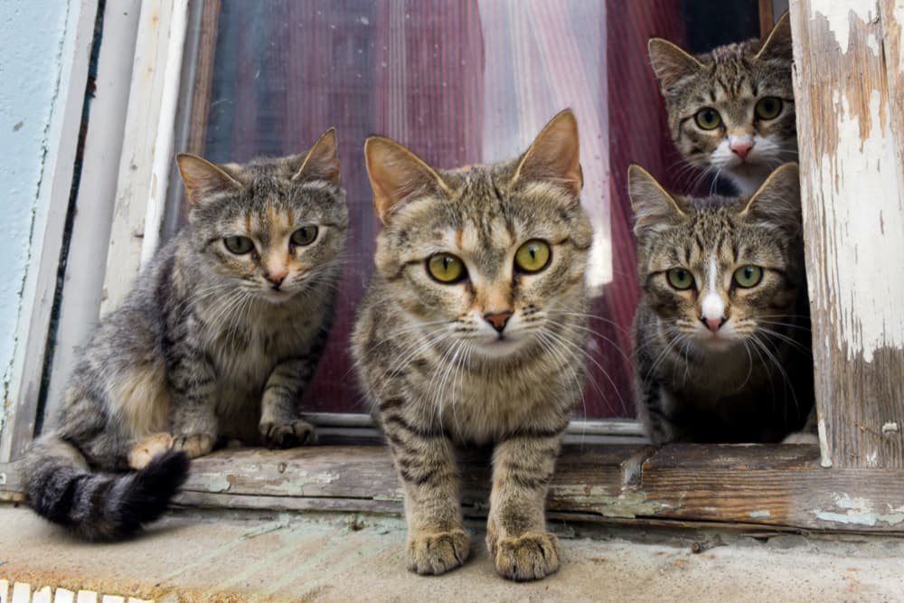 Group of cats sitting on a windowsill