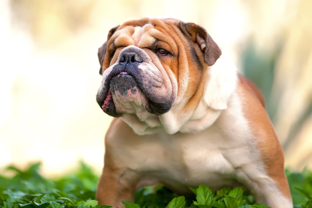 Bulldog with face wrinkles