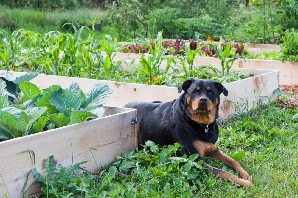 Dog laying in a vegetable garden