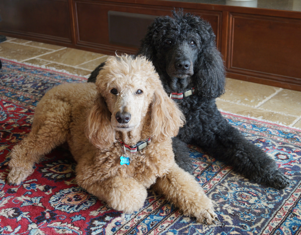 Cream and black Poodles lying on carpet at home