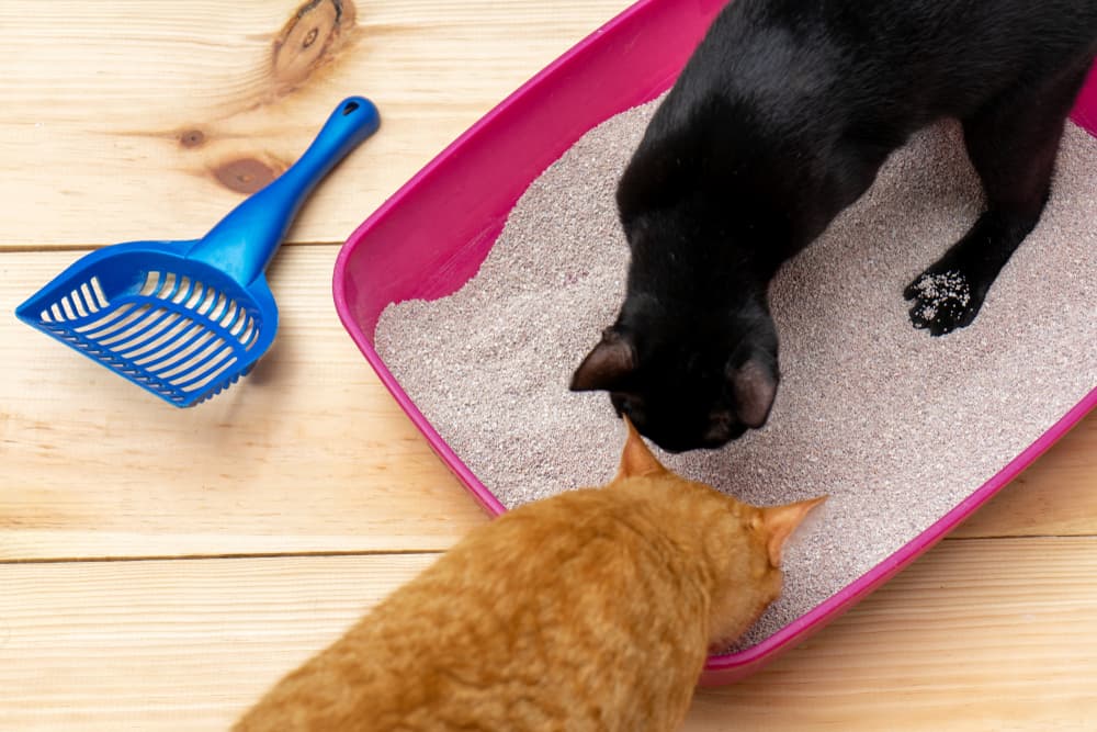 Two cats investigate clean cat litter box