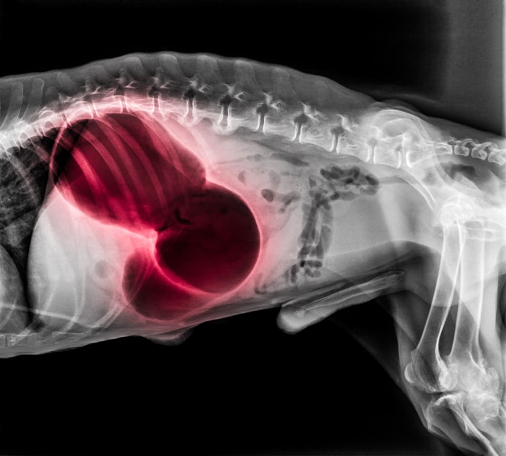 X-ray showing bloat in dogs