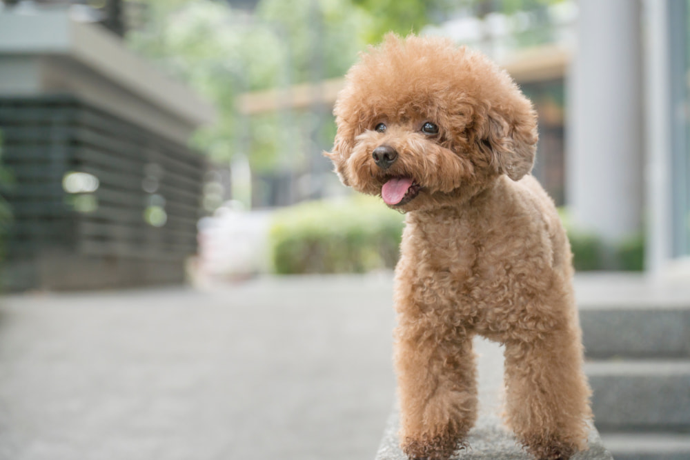 Cute miniature poodle with fluffy hair