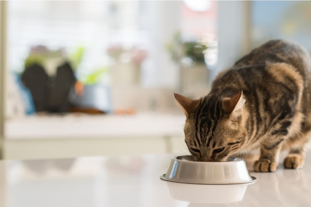 Cat eating out of its bowl