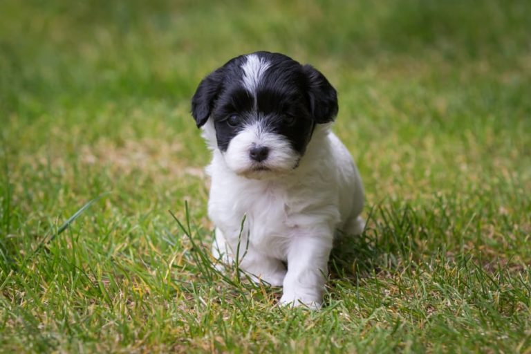 Havanese puppy in grass
