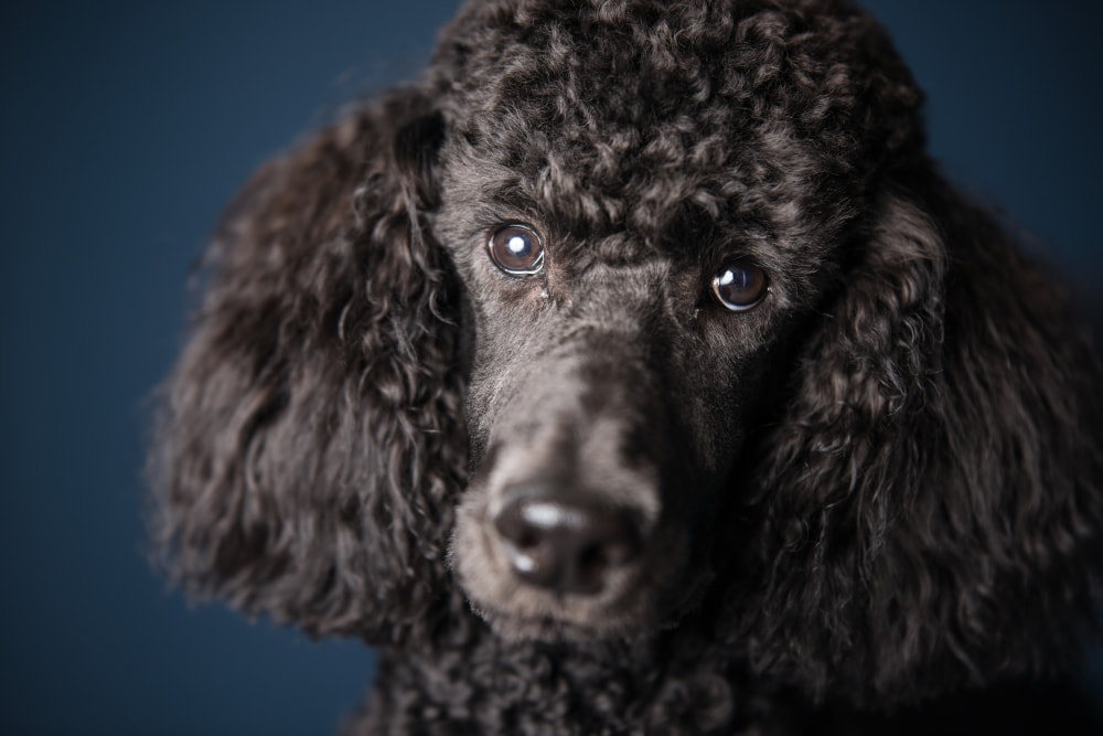 Portrait photo of a black Poodle