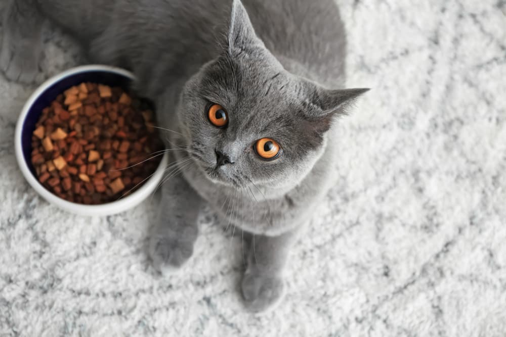 Cat Food Allergies: Common Causes and Treatments