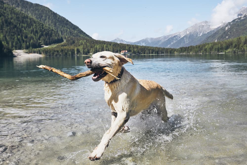 Yellow Labrador Retriever fetching stick out of water