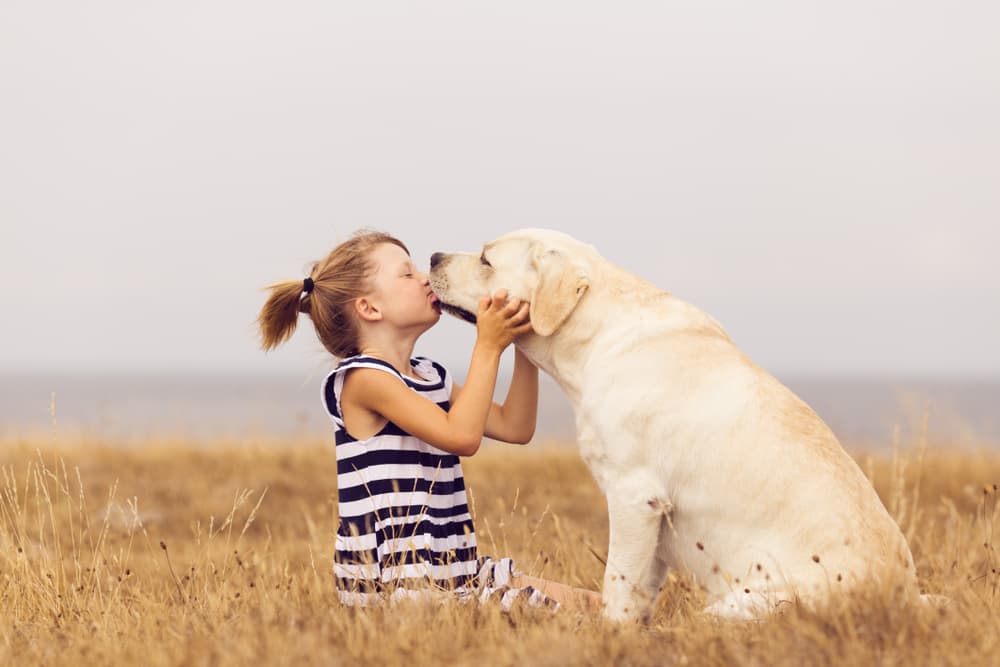Yellow Labrador Retriever kissing young girl