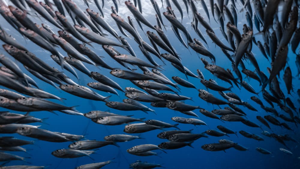sardines swimming in the ocean
