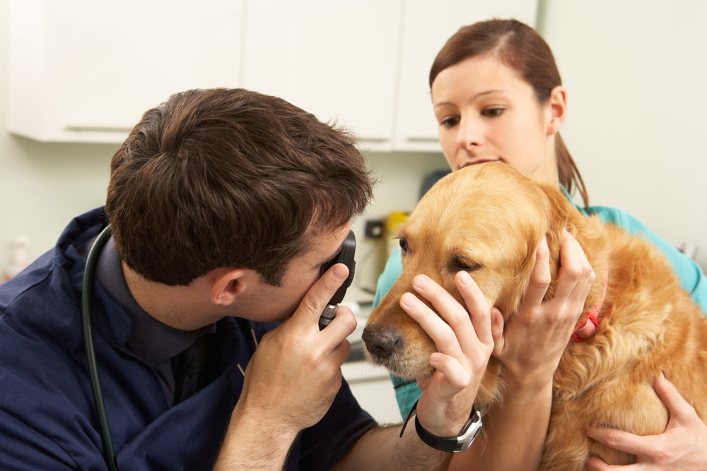 Veterinarian doing dog eye exam