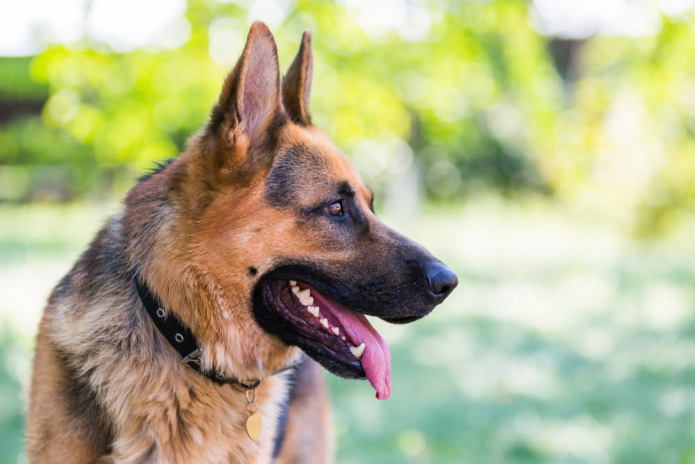 Side profile of German Shepherd dog