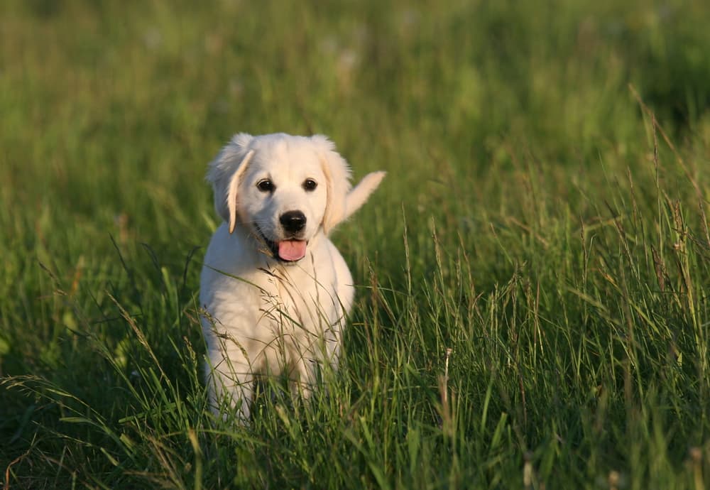 dog in high grass outside