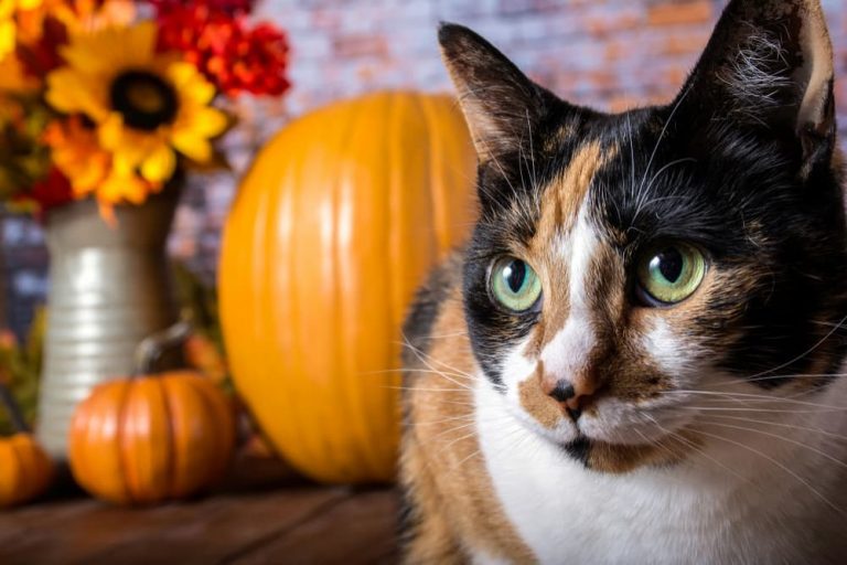 Calico cat with pumpkins