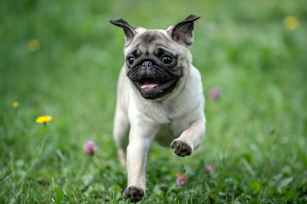 Active pug running outside