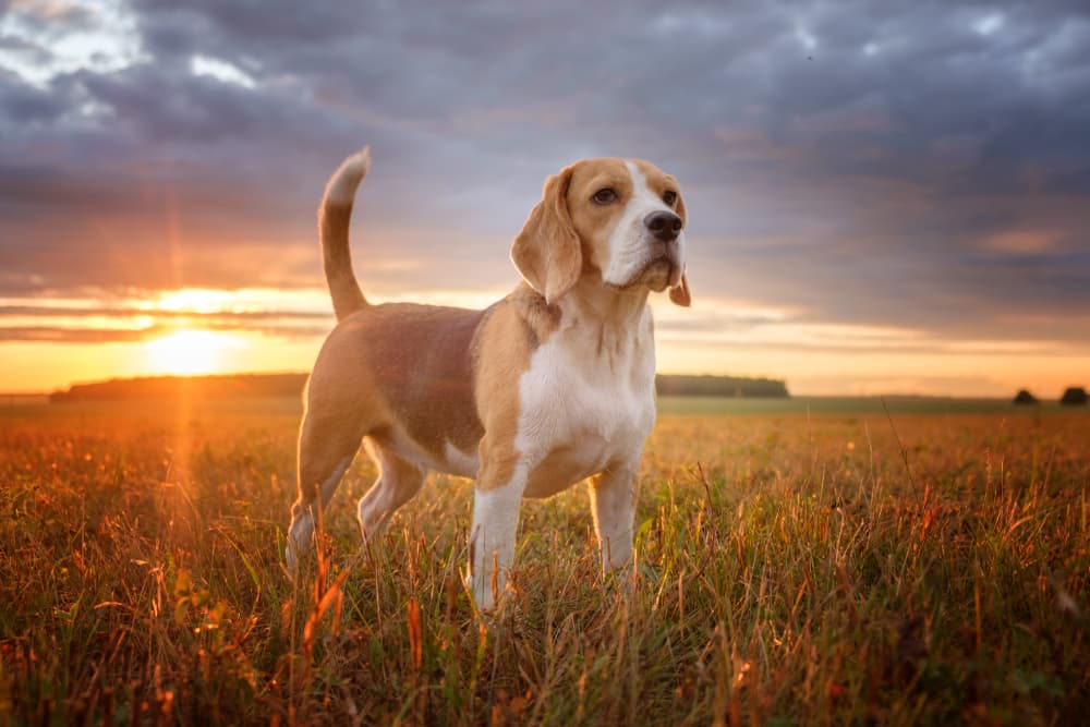 Dog standing in a field with tail alert