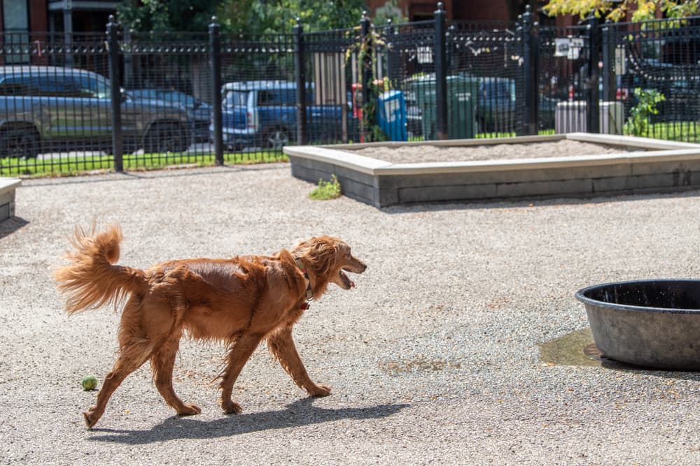 Dog running toward pool filled with water at dog park