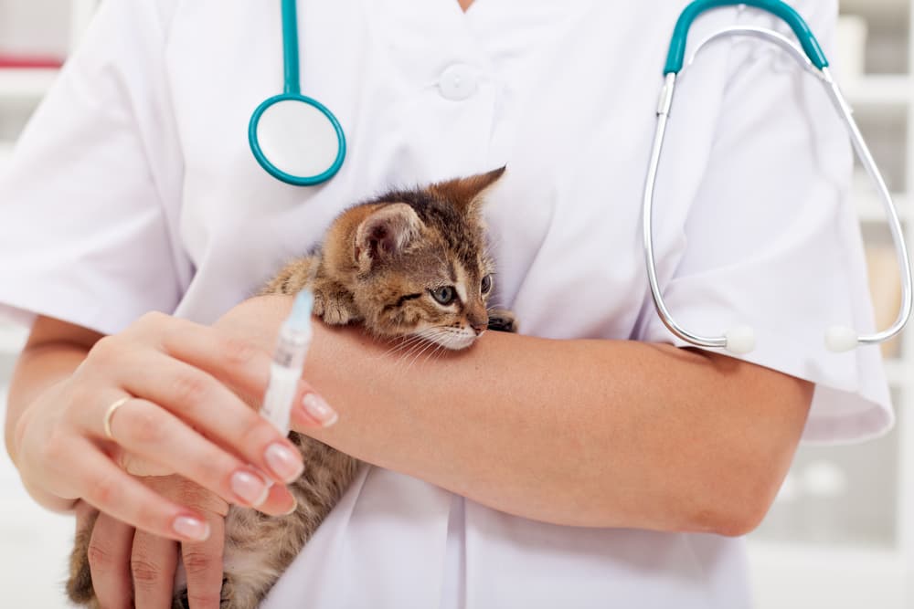 Veterinarian carrying cat after vaccine