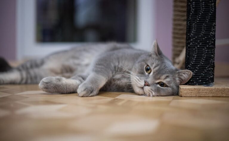 Gray cat lying down