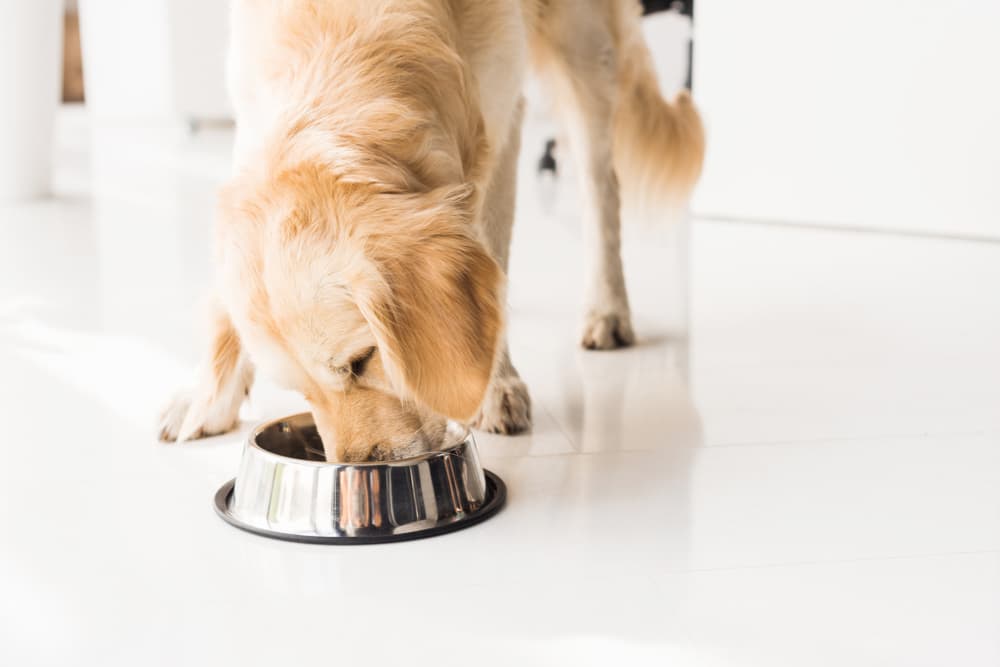 Dog eating food out of a bowl