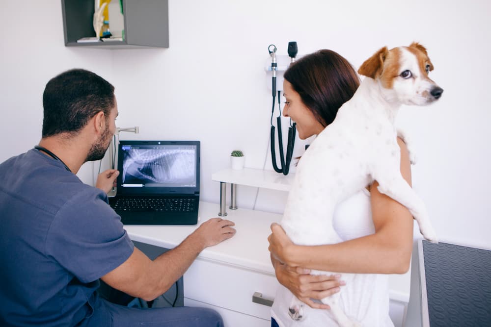 Vet and pet parent discussing dog X-ray