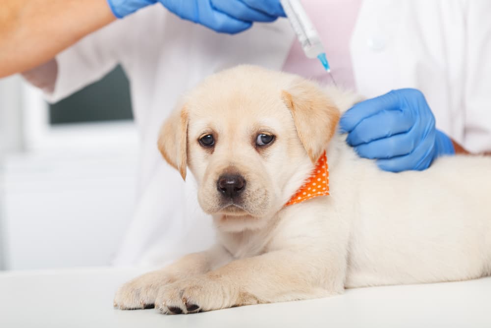 Labrador puppy at vet getting vaccinated