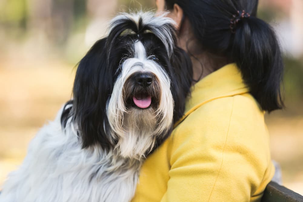 Woman holding a Tibetan Terrier