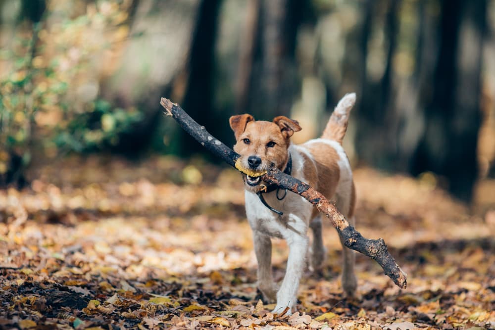 Jack Russell carrying big stick