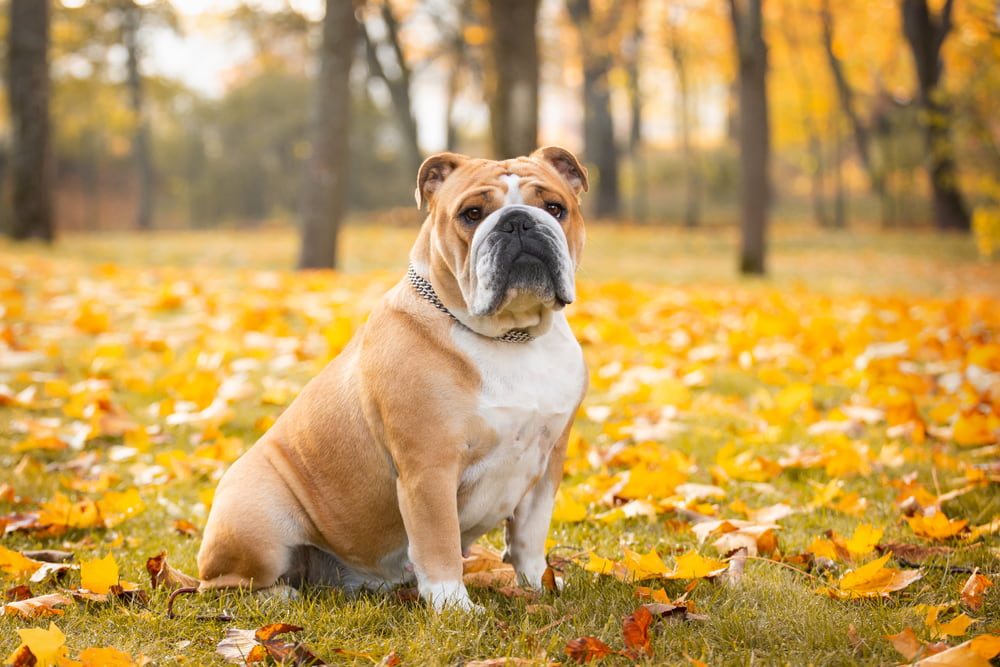 Bulldog in autumn woods
