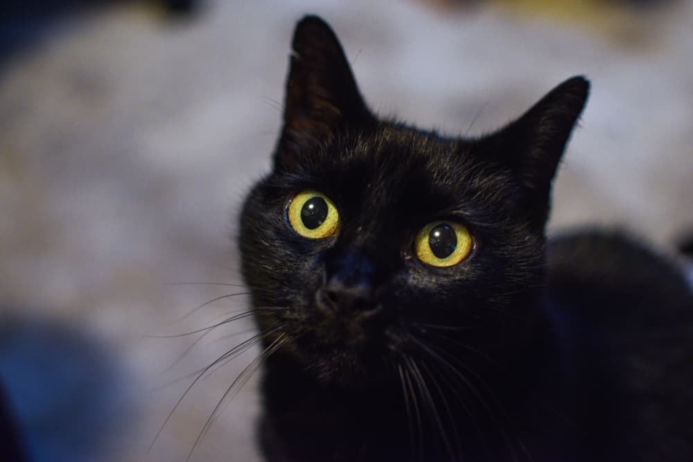 Close up of black cat with big eyes