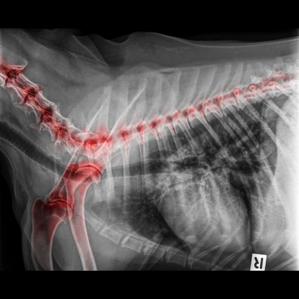X-ray of degenerative joint disease in dog
