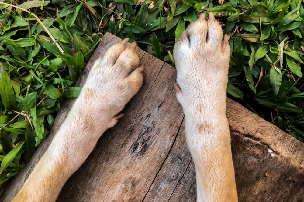 Close up of dog's paws outdoors on a bench