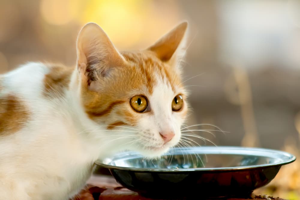 Cat showing symptoms of dehydration in cats