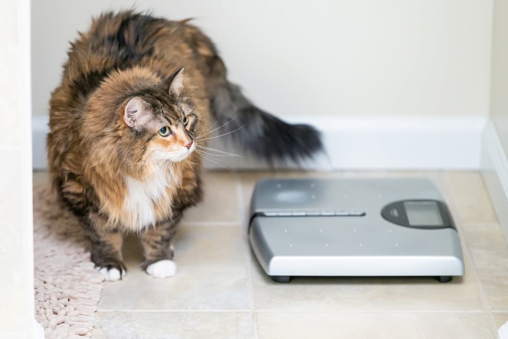 Overweight Maine Coon next to scale