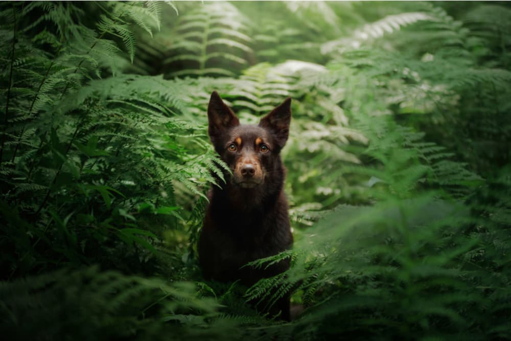 Dog deep in the forest