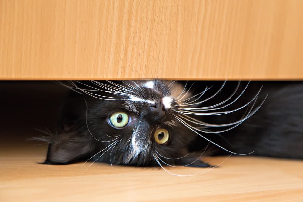 Black cat upside down underneath a bed