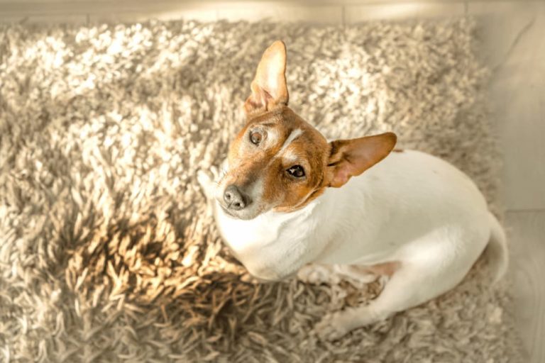 Jack Russell incontinence