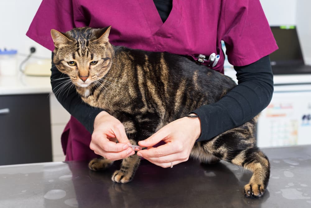 Veterinarian giving cat medication