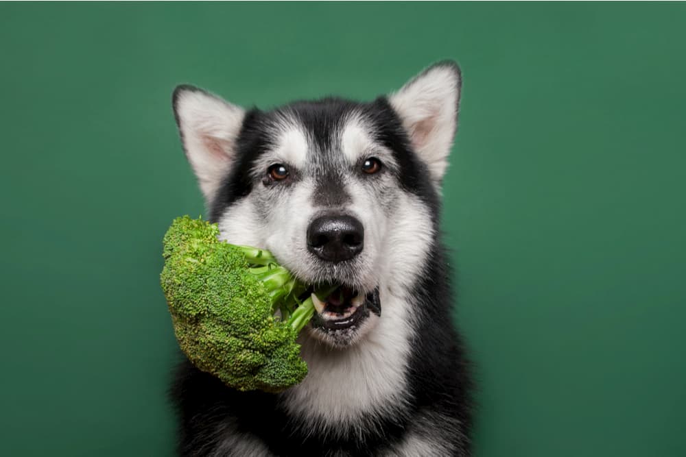 Dog with broccoli