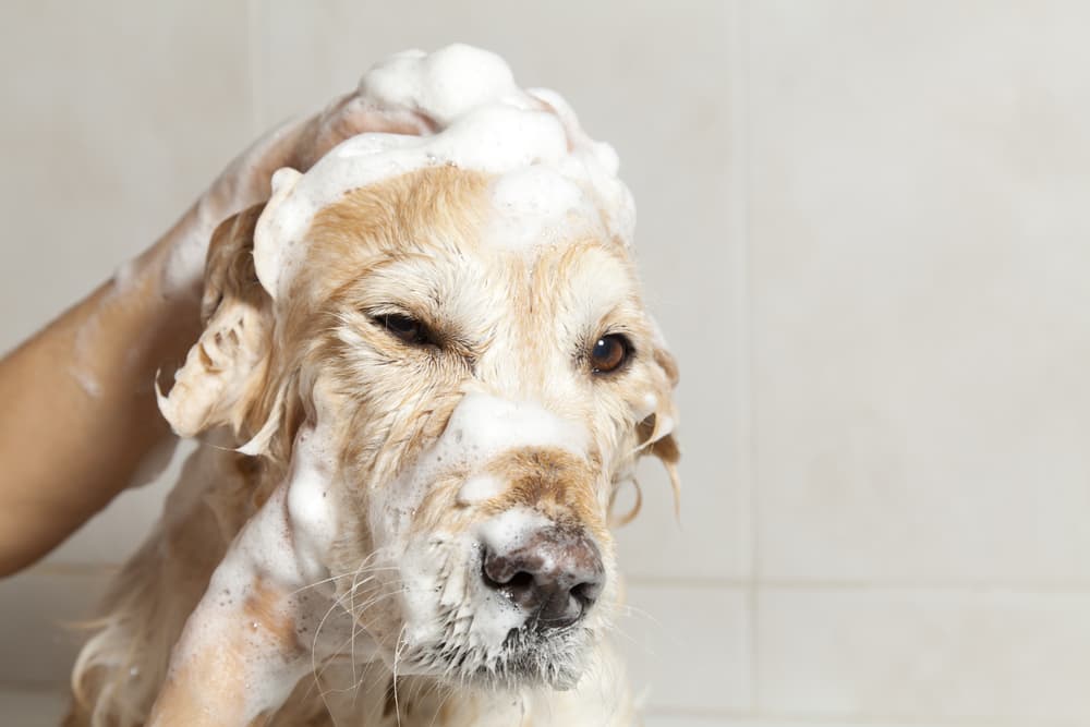 Dog having a soapy bath