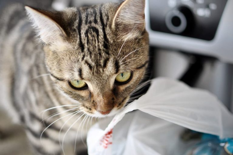 Cat eating plastic bag