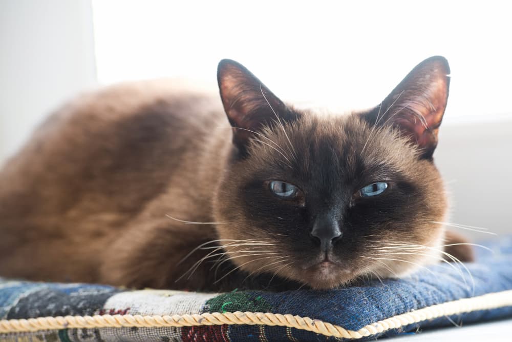 Portrait of 15-year-old Siamese cat
