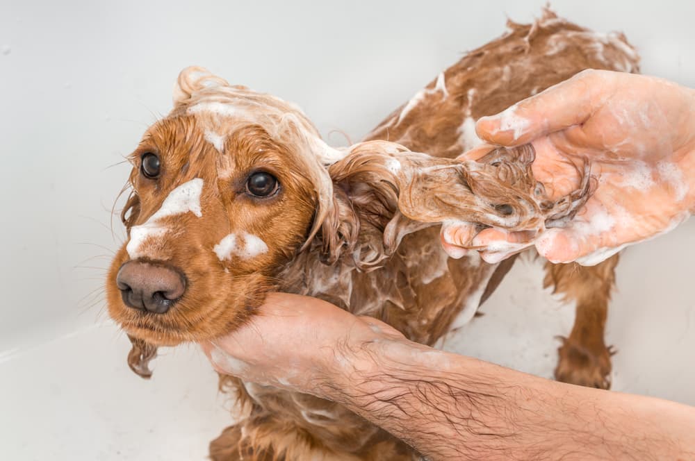 Dog being shampooed with flea shampoo