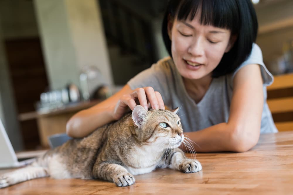 Woman petting her cat at home