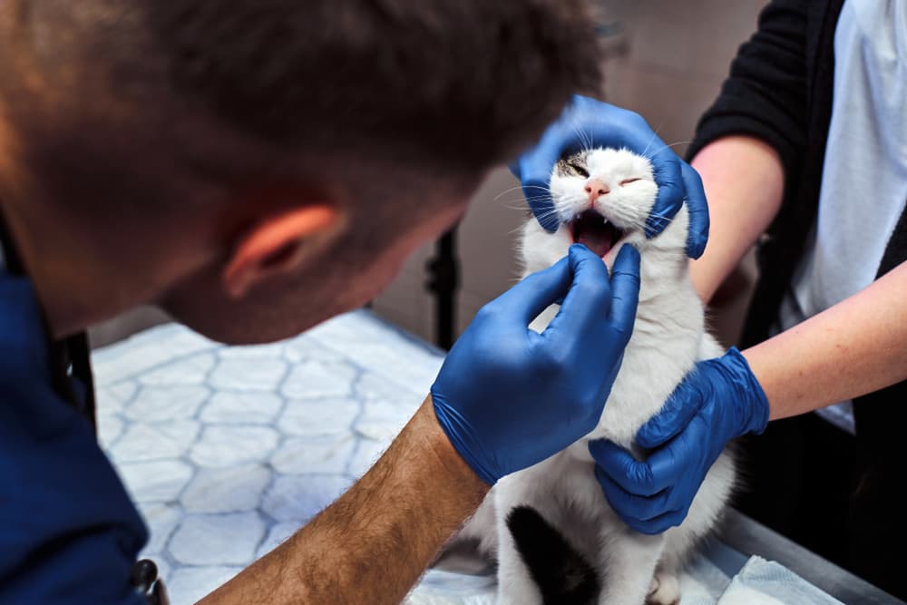 Cat Dental Cleaning: Procedure, Costs, and What to Expect