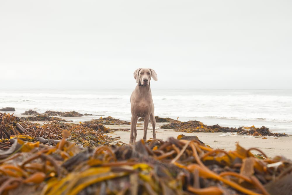 Kelp for Dogs: Benefits and Uses
