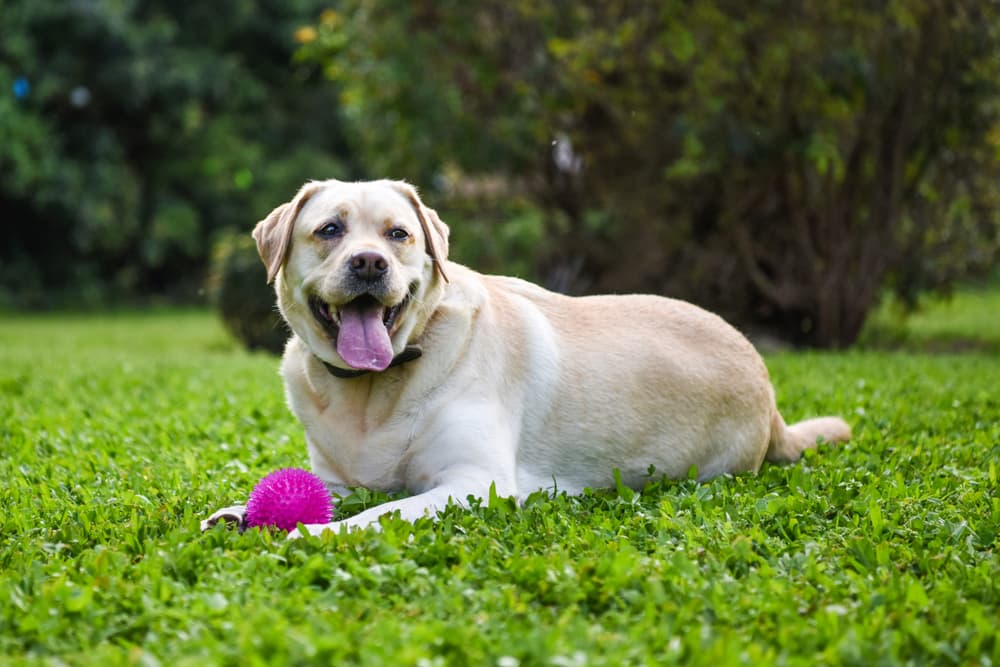 Labrador Retriever on grass with ball